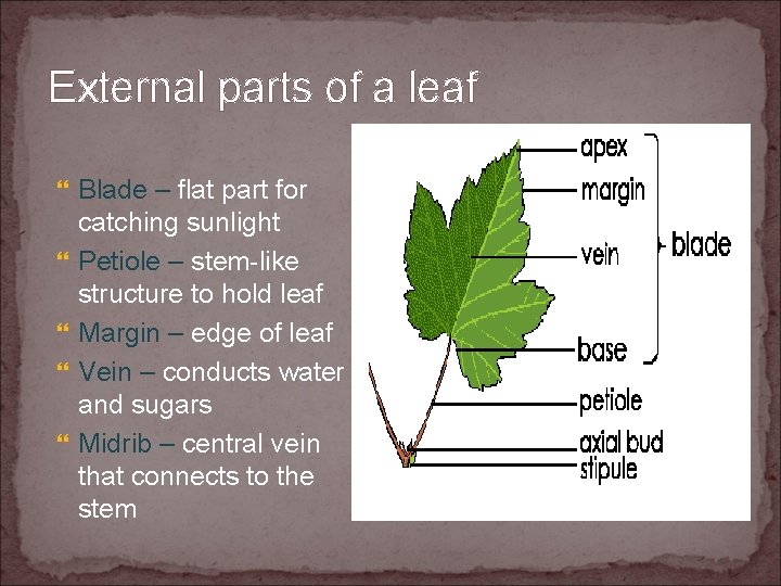 External parts of a leaf Blade – flat part for catching sunlight Petiole –