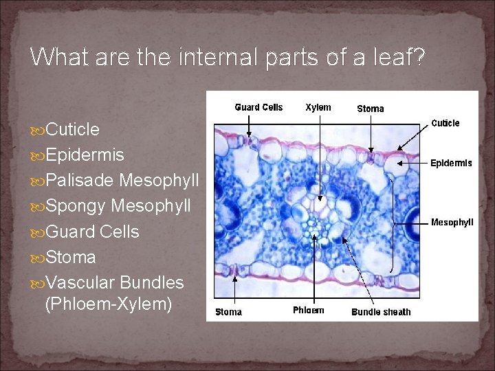 What are the internal parts of a leaf? Cuticle Epidermis Palisade Mesophyll Spongy Mesophyll