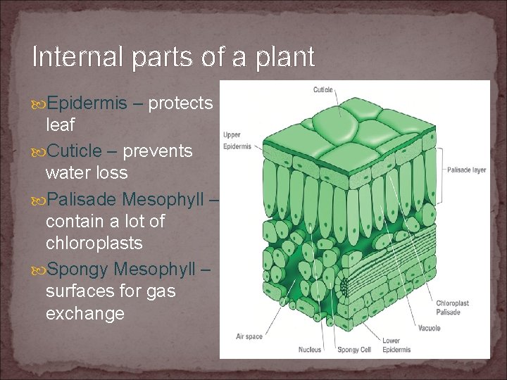 Internal parts of a plant Epidermis – protects leaf Cuticle – prevents water loss
