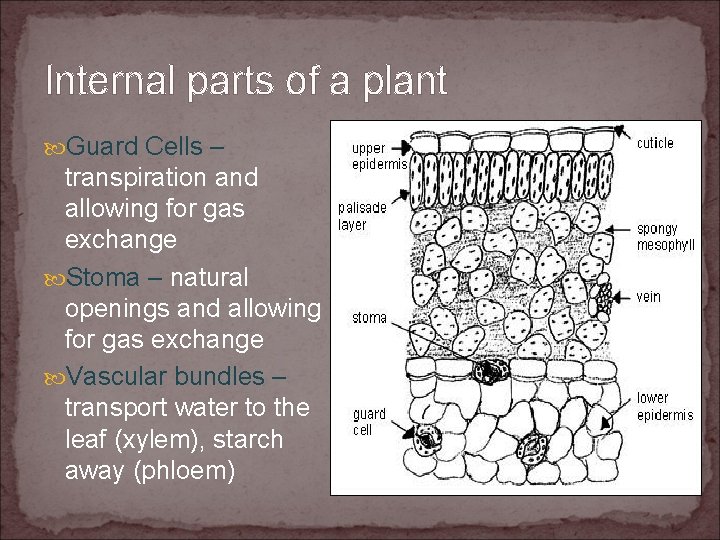 Internal parts of a plant Guard Cells – transpiration and allowing for gas exchange