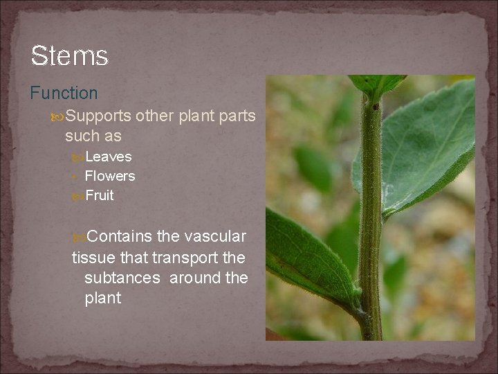 Stems Function Supports other plant parts such as Leaves • Flowers Fruit Contains the