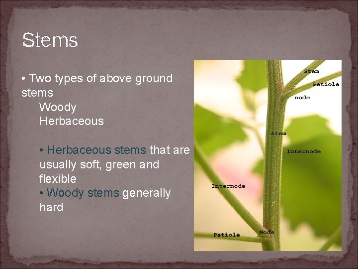 Stems • Two types of above ground stems Woody Herbaceous • Herbaceous stems that