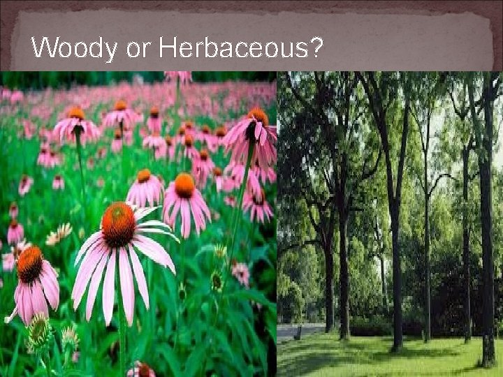 Woody or Herbaceous? 