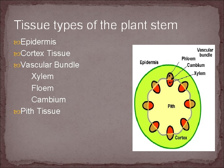 Tissue types of the plant stem Epidermis Cortex Tissue Vascular Bundle Xylem Floem Cambium