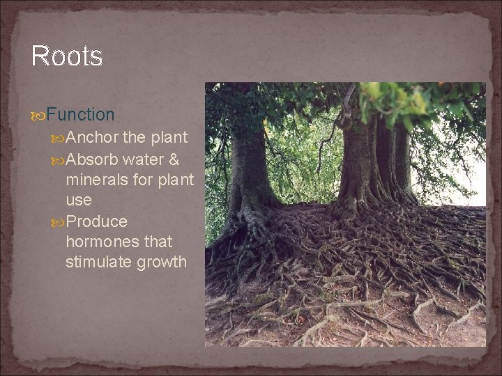 Roots Function Anchor the plant Absorb water & minerals for plant use Produce hormones