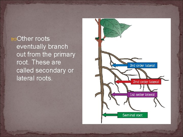  Other roots eventually branch out from the primary root. These are called secondary