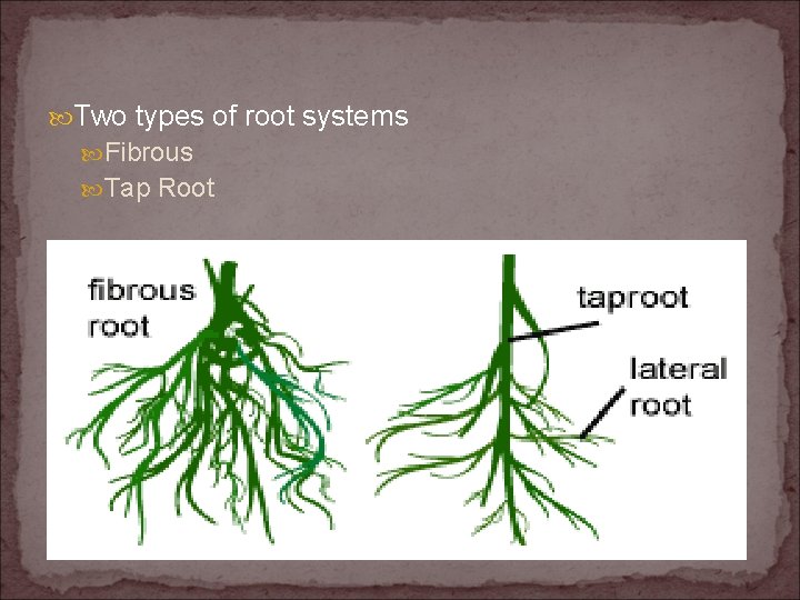  Two types of root systems Fibrous Tap Root 