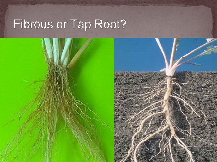 Fibrous or Tap Root? 