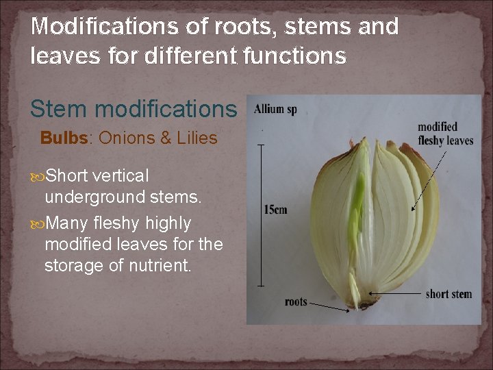 Modifications of roots, stems and leaves for different functions Stem modifications Bulbs: Onions &