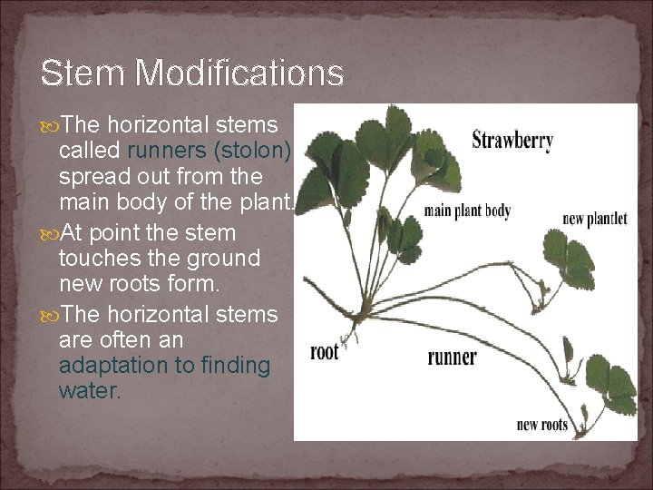 Stem Modifications The horizontal stems called runners (stolon) spread out from the main body