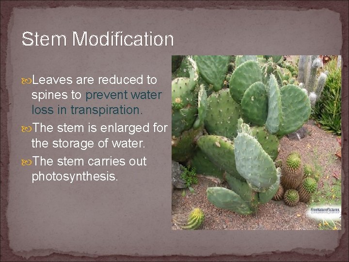 Stem Modification Leaves are reduced to spines to prevent water loss in transpiration. The