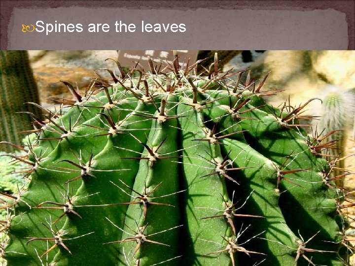  Spines are the leaves 