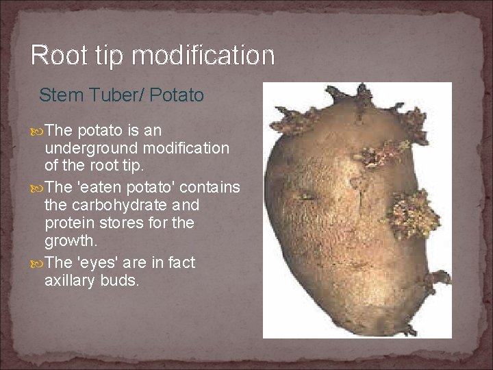 Root tip modification Stem Tuber/ Potato The potato is an underground modification of the