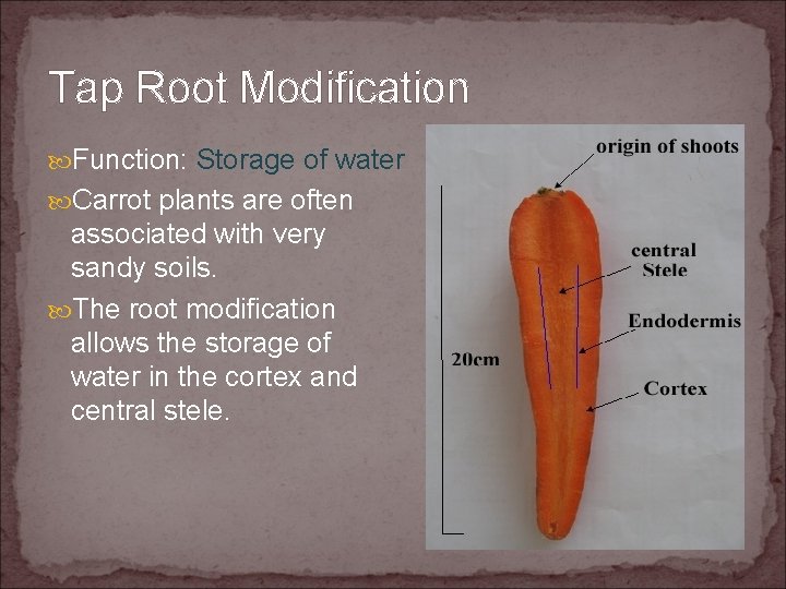 Tap Root Modification Function: Storage of water Carrot plants are often associated with very