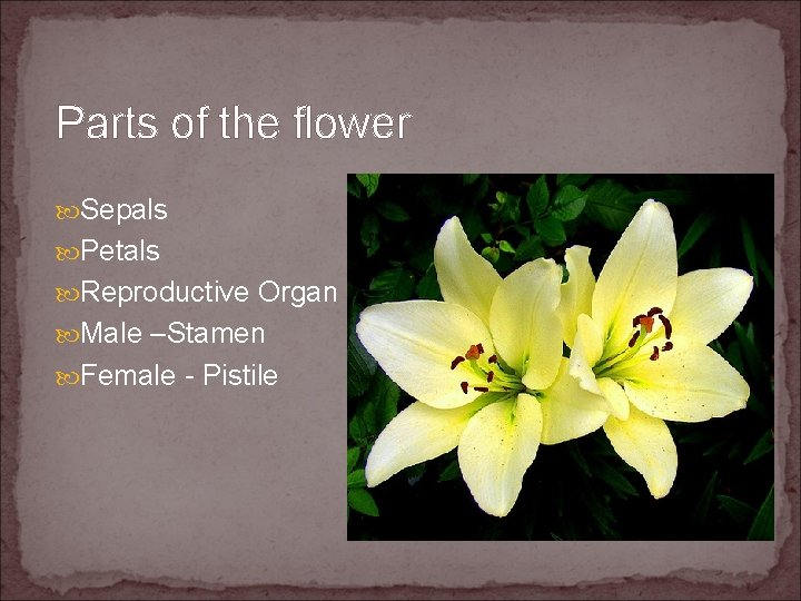 Parts of the flower Sepals Petals Reproductive Organ Male –Stamen Female - Pistile 