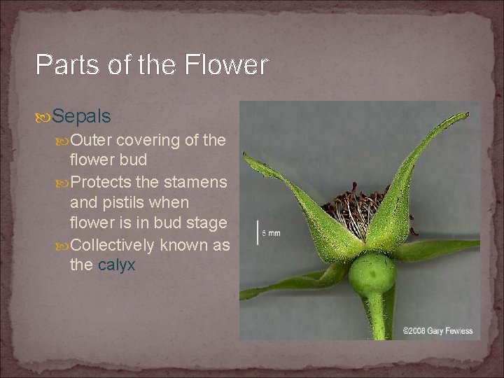 Parts of the Flower Sepals Outer covering of the flower bud Protects the stamens