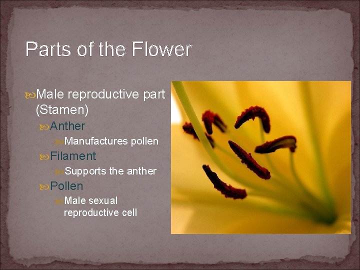 Parts of the Flower Male reproductive part (Stamen) Anther Manufactures pollen Filament Supports the