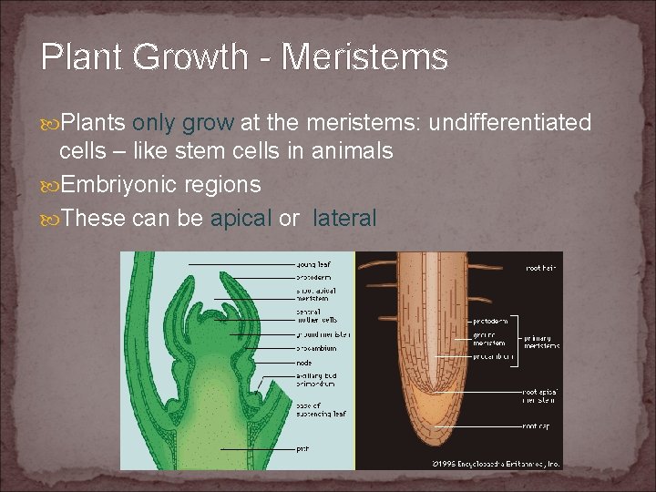 Plant Growth - Meristems Plants only grow at the meristems: undifferentiated cells – like