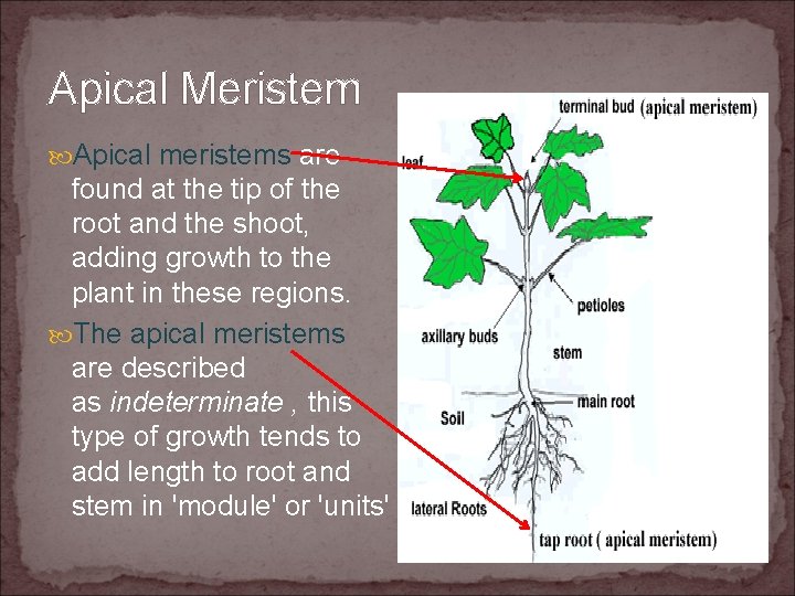 Apical Meristem Apical meristems are found at the tip of the root and the