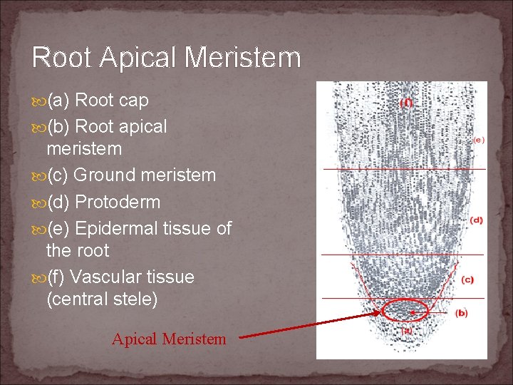 Root Apical Meristem (a) Root cap (b) Root apical meristem (c) Ground meristem (d)