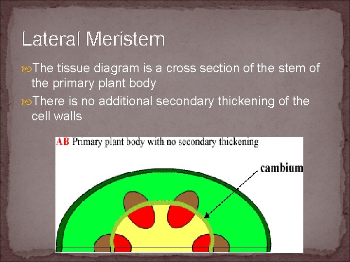 Lateral Meristem The tissue diagram is a cross section of the stem of the