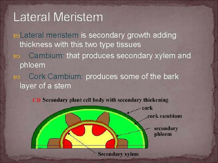 Lateral Meristem Lateral meristem is secondary growth adding thickness with this two type tissues