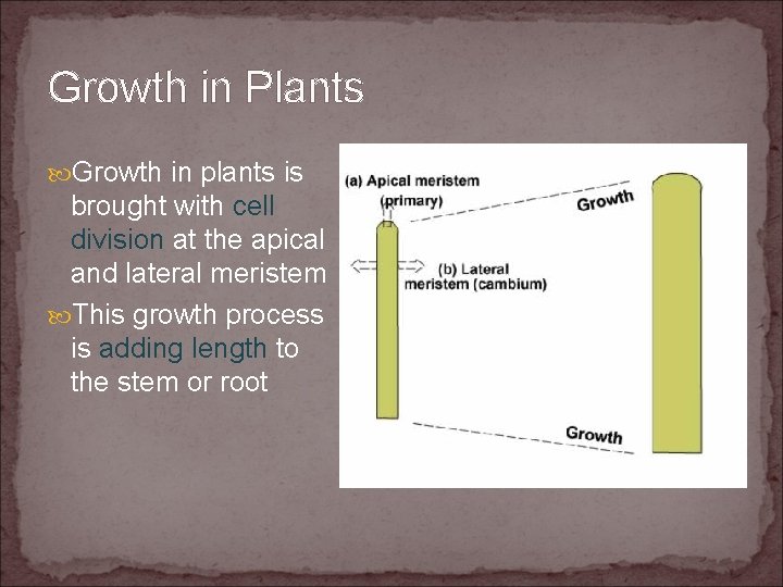 Growth in Plants Growth in plants is brought with cell division at the apical