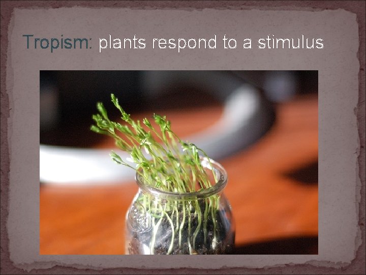 Tropism: plants respond to a stimulus 