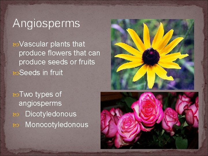 Angiosperms Vascular plants that produce flowers that can produce seeds or fruits Seeds in