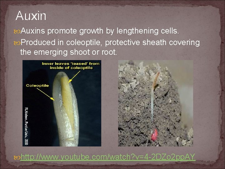 Auxins promote growth by lengthening cells. Produced in coleoptile, protective sheath covering the emerging