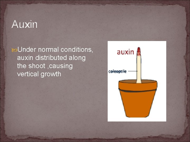 Auxin Under normal conditions, auxin distributed along the shoot , causing vertical growth 