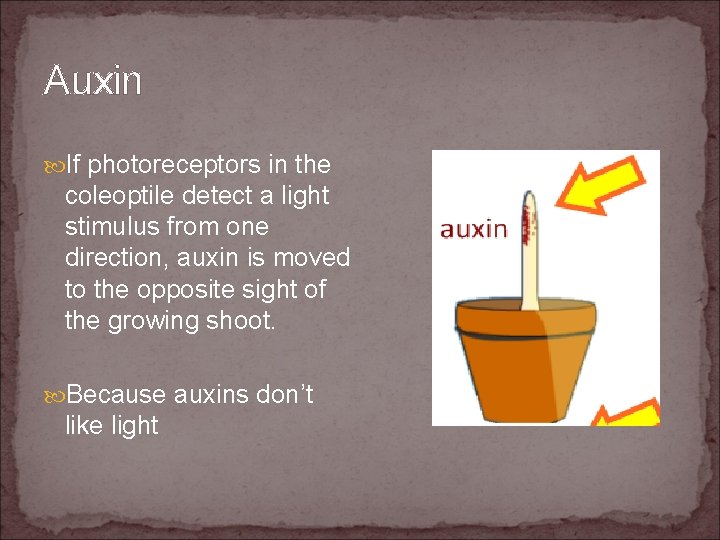 Auxin If photoreceptors in the coleoptile detect a light stimulus from one direction, auxin