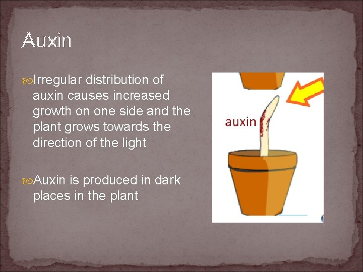 Auxin Irregular distribution of auxin causes increased growth on one side and the plant