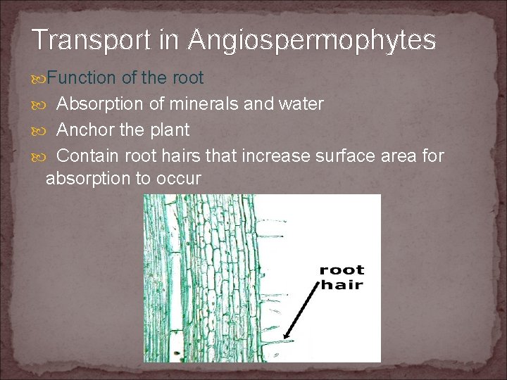 Transport in Angiospermophytes Function of the root Absorption of minerals and water Anchor the