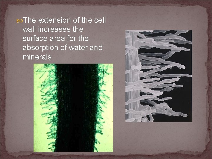  The extension of the cell wall increases the surface area for the absorption