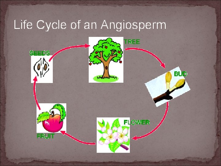 Life Cycle of an Angiosperm 