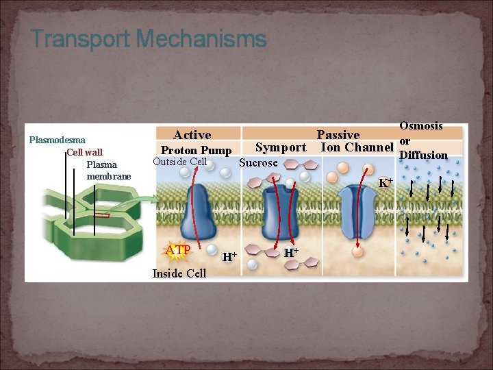 Transport Mechanisms Plasmodesma Cell wall Plasma membrane Osmosis Active Proton Pump Outside Cell Passive
