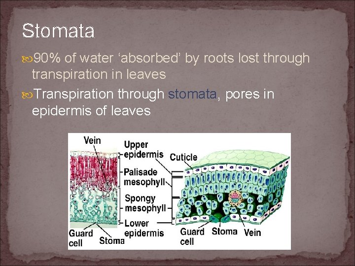 Stomata 90% of water ‘absorbed’ by roots lost through transpiration in leaves Transpiration through