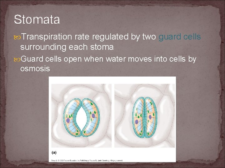 Stomata Transpiration rate regulated by two guard cells surrounding each stoma Guard cells open
