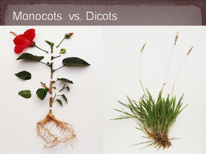 Monocots vs. Dicots 