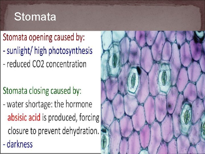 Stomata 