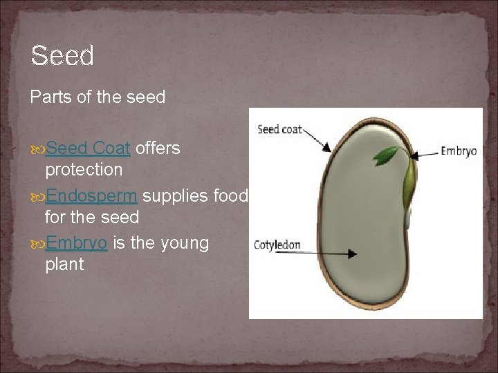 Seed Parts of the seed Seed Coat offers protection Endosperm supplies food for the