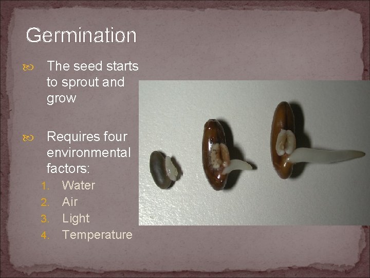 Germination The seed starts to sprout and grow Requires four environmental factors: 1. 2.