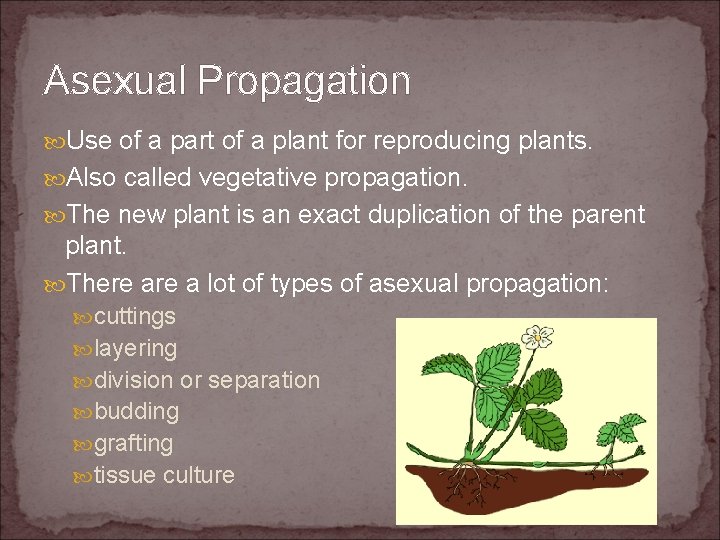 Asexual Propagation Use of a part of a plant for reproducing plants. Also called