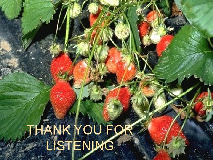 THANK YOU FOR LISTENING 