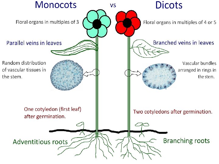 Monocotyledone Plants 