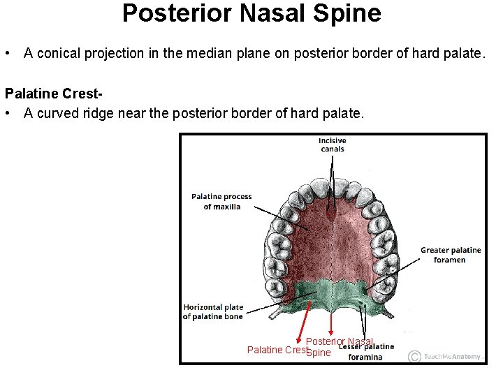 Posterior Nasal Spine • A conical projection in the median plane on posterior border