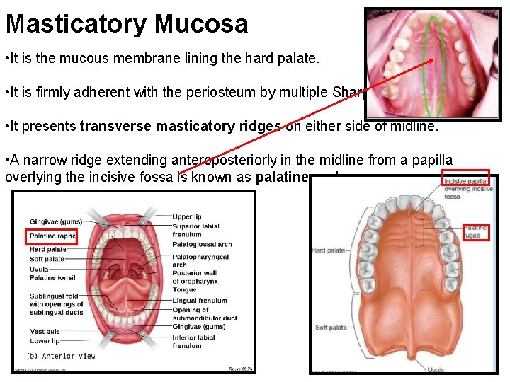 Masticatory Mucosa • It is the mucous membrane lining the hard palate. • It