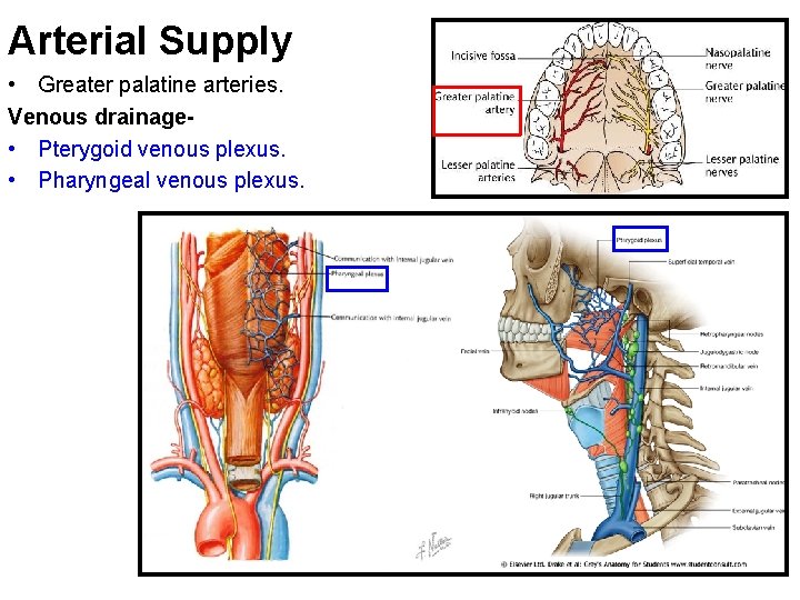 Arterial Supply • Greater palatine arteries. Venous drainage • Pterygoid venous plexus. • Pharyngeal