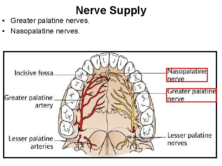 Nerve Supply • Greater palatine nerves. • Nasopalatine nerves. 